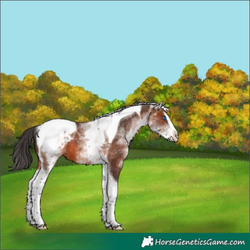 Horse Color:White Spotted Brown Splash Tobiano Appaloosa 