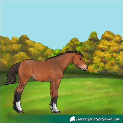 Horse Color:Bay Tobiano 