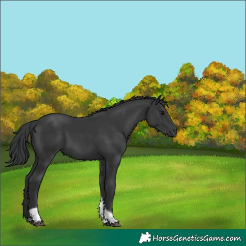 Horse Color:Black Tobiano 