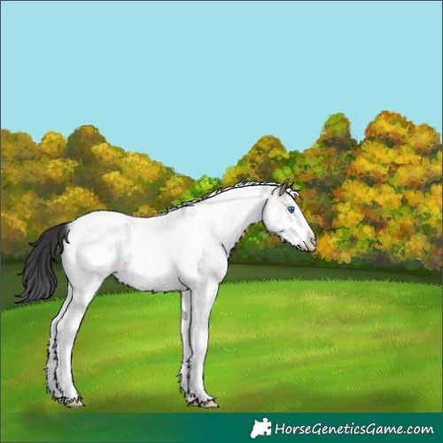 Horse Color:White Spotted Brown Splash Tobiano Appaloosa 