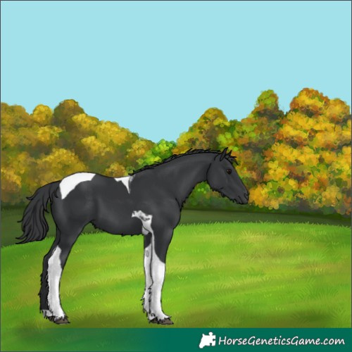 Horse Color:Black Tobiano 