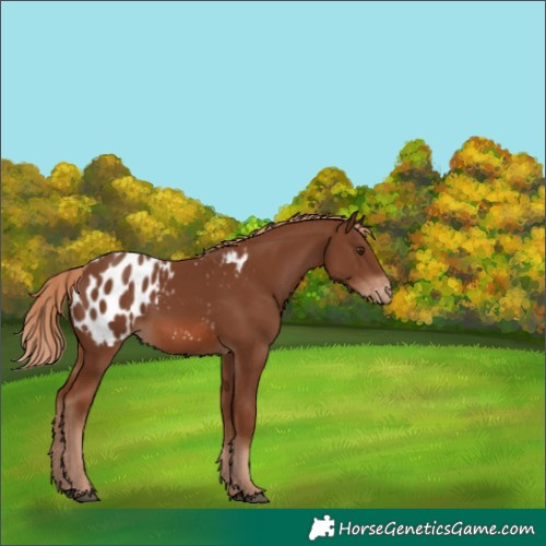 Horse Color:Chestnut Appaloosa