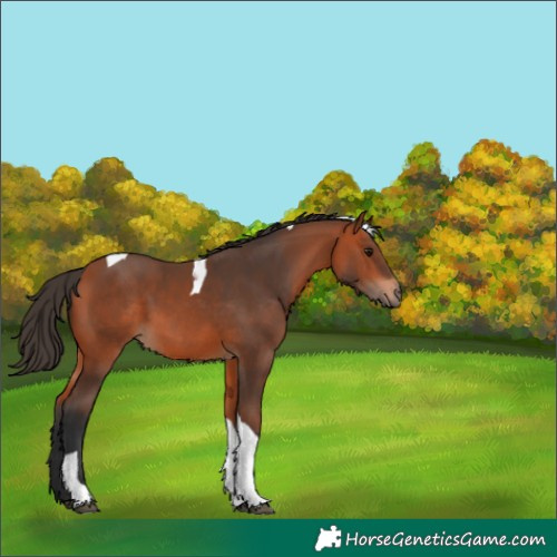 Horse Color:Bay Tobiano