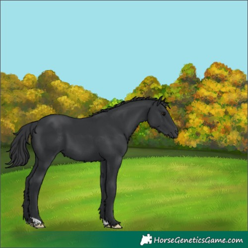 Horse Color:Black 