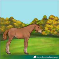 Horse Color:Chestnut 
