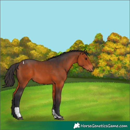 Horse Color:Bay Tobiano