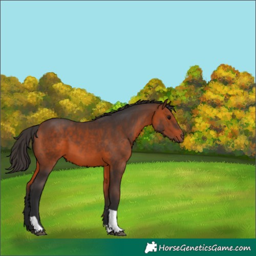 Horse Color:Bay Tobiano 