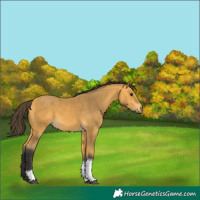 Horse Color:Buckskin Tobiano