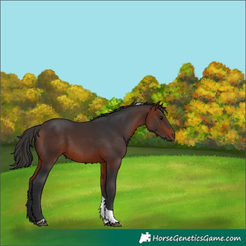 Horse Color:Bay Tobiano 