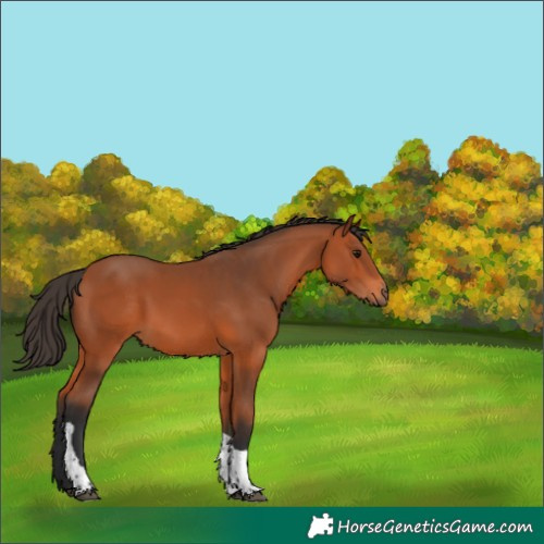 Horse Color:Bay Tobiano 