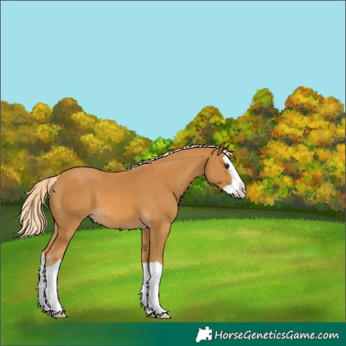 Horse Color:Palomino Splash 