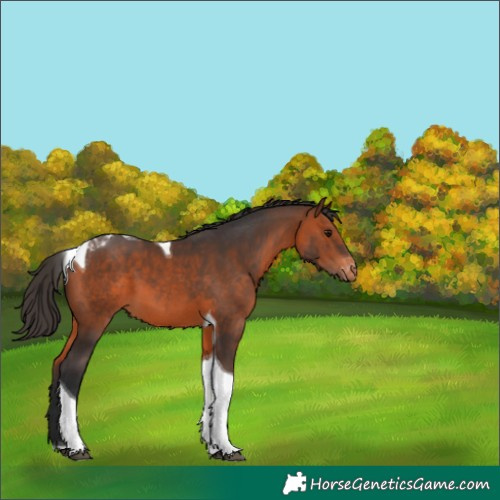 Horse Color:Bay Tobiano Appaloosa 