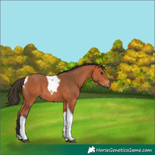 Horse Color:Bay Tobiano 