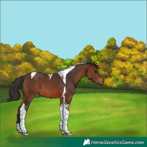 Horse Color:Brown Tobiano 