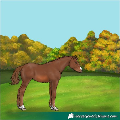 Horse Color:Chestnut 