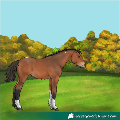 Horse Color:Bay Tobiano