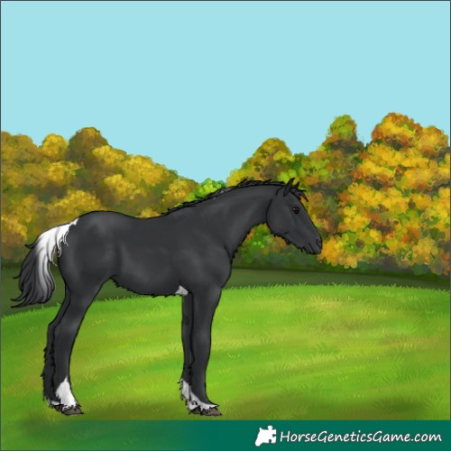 Horse Color:Black Tobiano 