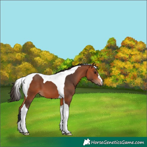 Horse Color:Bay Tobiano 