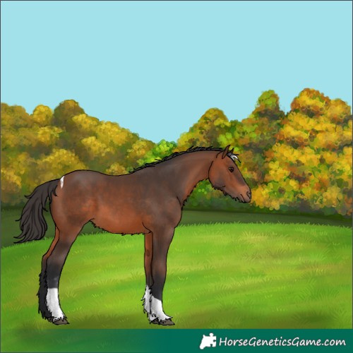 Horse Color:Bay Tobiano 