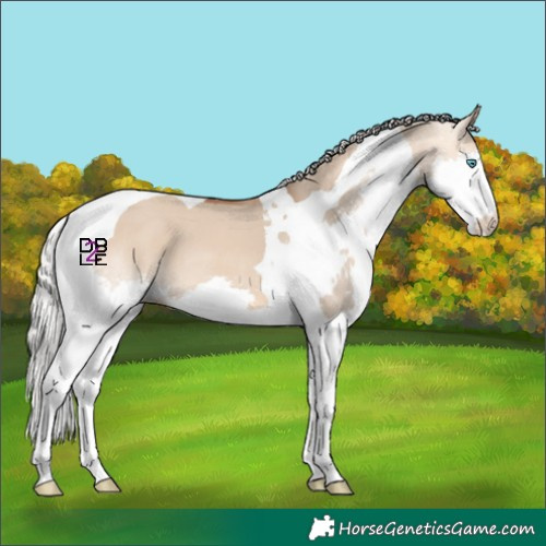 Horse Color:Silver Bay Dun Splash Tobiano