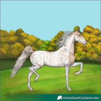 Horse Color:Chocolate Palomino Pearl Tobiano Frame  and Chocolate Palomino Pearl Tobiano Frame 