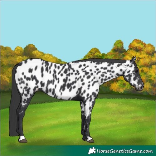 Horse Color:Black Appaloosa 