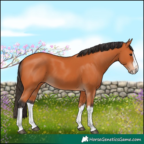 Horse Color:Bay Splash
