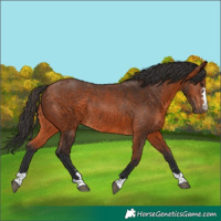 Horse Color:Bay Rabicano 