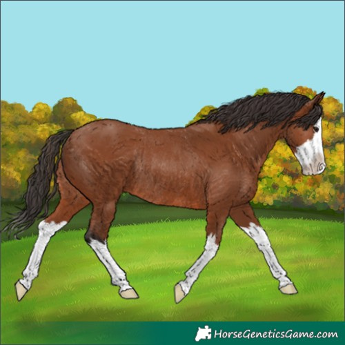 Horse Color:Bay Splash Rabicano 