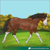 Horse Color:Bay Splash Rabicano 