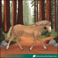 Horse Color:Chestnut Rabicano 