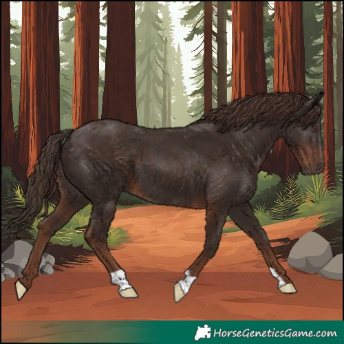 Horse Color:Liver Chestnut 