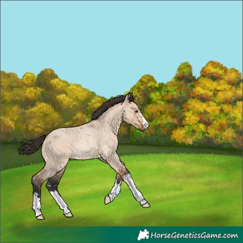 Horse Color:Bay Roan Dun Rabicano 