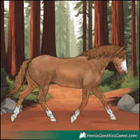 Horse Color:Chestnut 