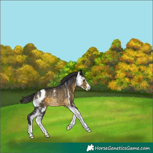 Horse Color:Buckskin Sabino Rabicano 