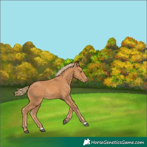 Horse Color:Chestnut Rabicano 