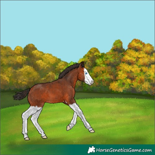 Horse Color:Bay Splash 