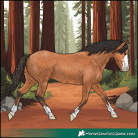 Horse Color:Bay 