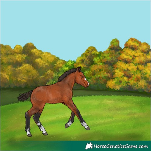 Horse Color:Bay Rabicano 