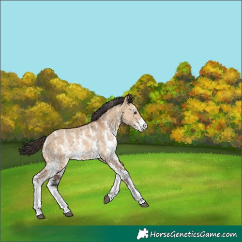 Horse Color:Bay Dun Sabino Rabicano 