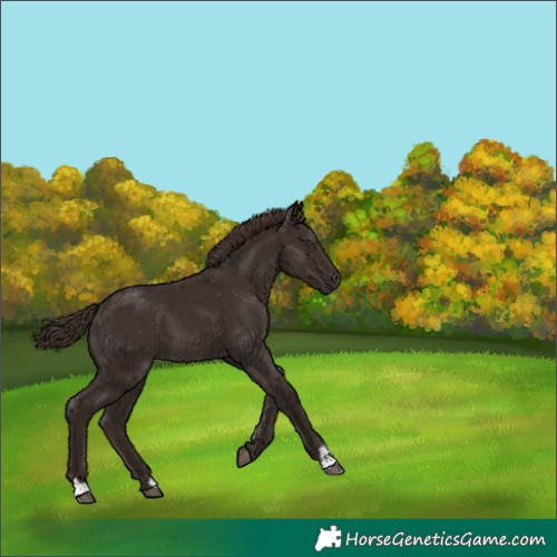 Horse Color:Liver Chestnut 