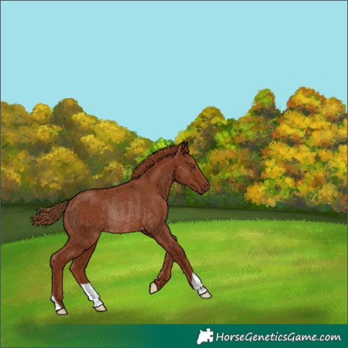 Horse Color:Chestnut Rabicano 
