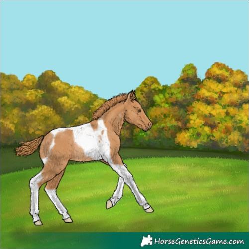 Horse Color:Chestnut Tobiano Rabicano 