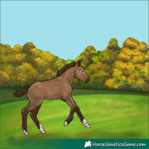 Horse Color:Gray Red Dun 