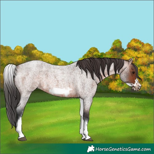 Horse Color:White Spotted Brown Roan Frame 