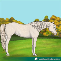 Horse Color:Cremello Splash and Smoky Creme Splash