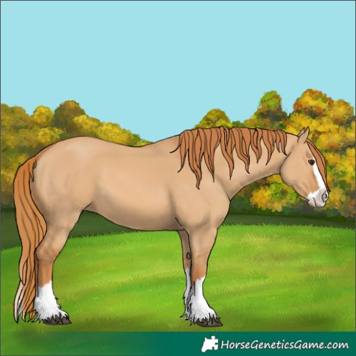 Horse Color:Red Dun Splash 