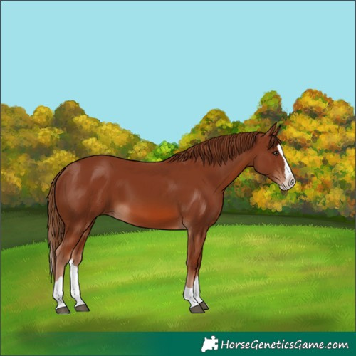 Horse Color:Chestnut Splash 