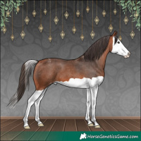 Horse Color:Bay Splash Appaloosa 