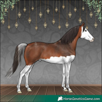 Horse Color:Bay Splash Appaloosa